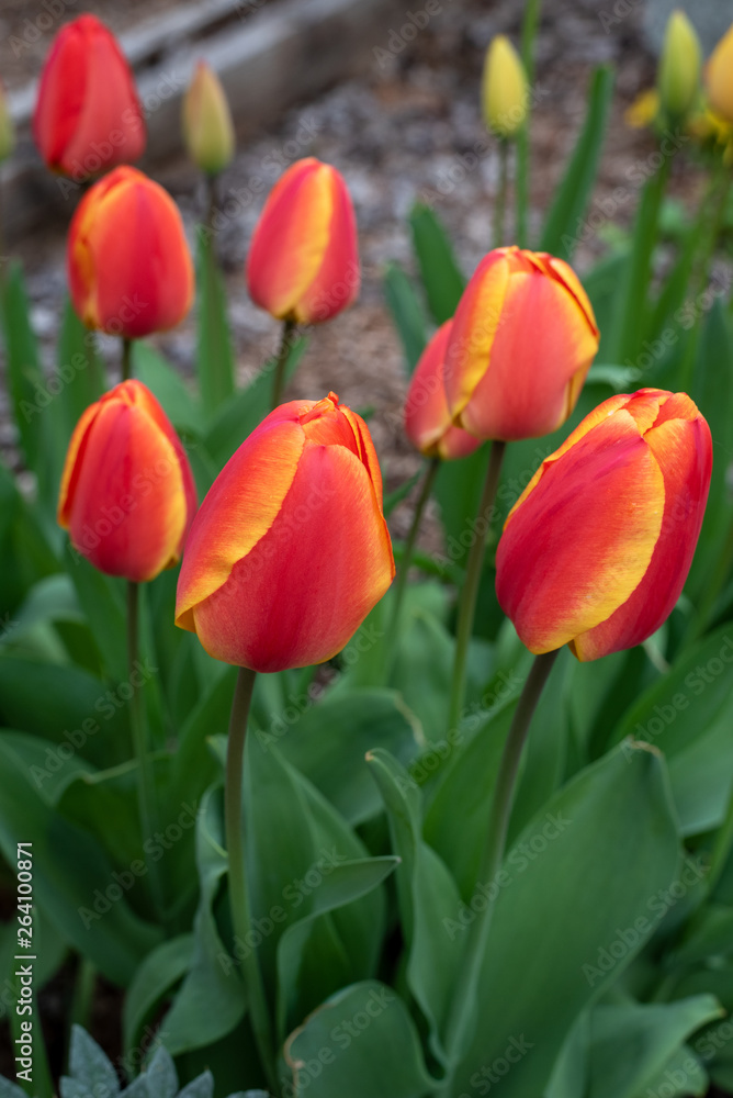 Portrait of red and yellow tulips growing in a home garden, springtime in the Pacific Northwest Portrait of red and yellow tulips growing in a home garden, springtime in the Pacific Northwest