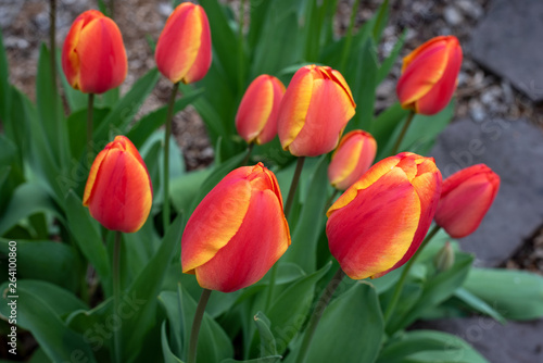 Portrait of red and yellow tulips growing in a home garden  springtime in the Pacific Northwest