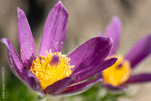 Prächtige rosa-violette Blüten mit leuchtend gelben Stempeln und Blütenpollen locken Insekten an