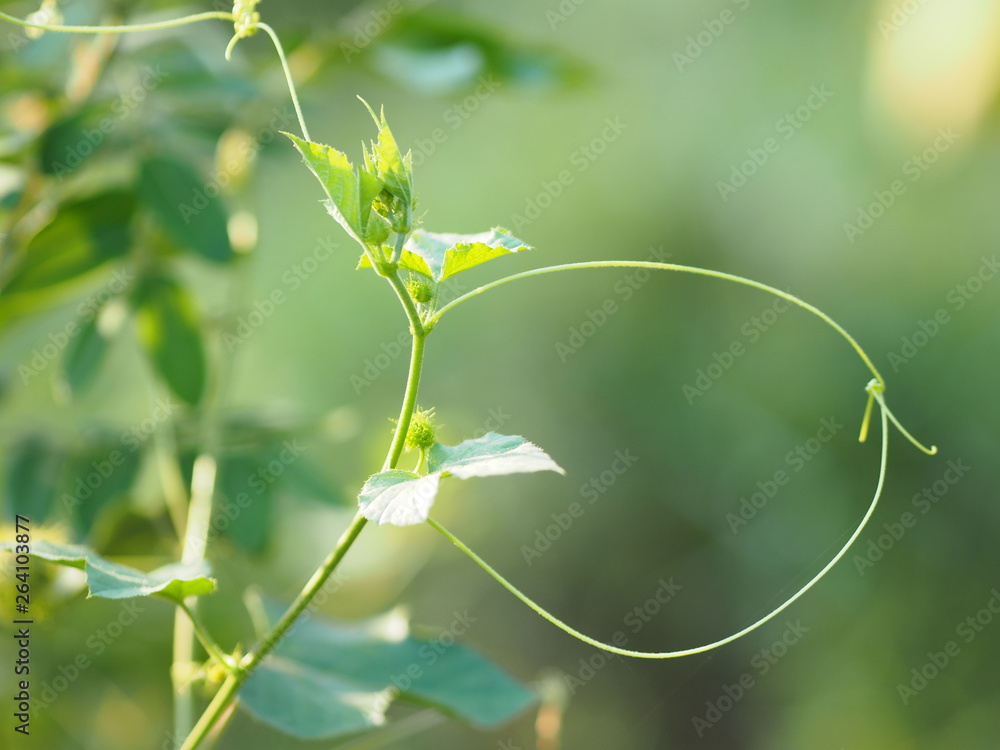 prefoliation vernation Soft shoots of trees on blur nature background prefoliation vernation Soft shoots of trees on blur nature background