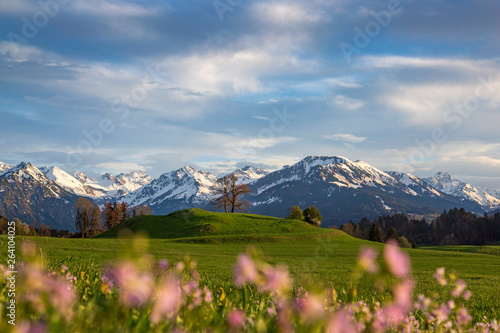 Allg  u - Fr  hling - Oberstdorf - Alpen - Berge - Blumen