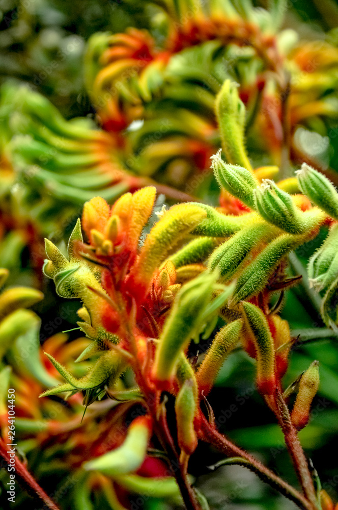 Close up of a Kangaroo Paw Plant Flower Close up of a Kangaroo Paw Plant Flower