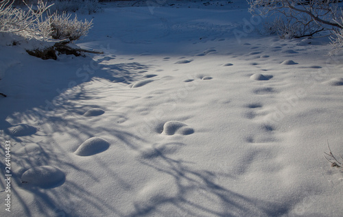 Winter snow-covered and frosty Altai. Altai blue eyes