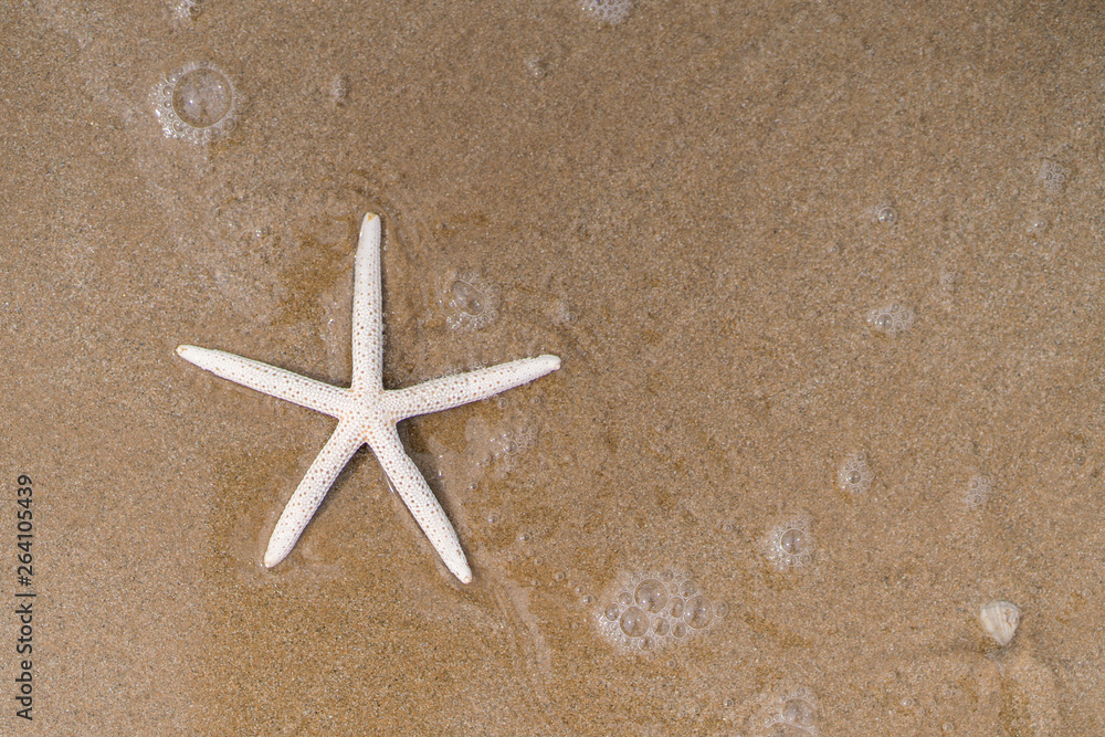 Starfish on sandy beach in summer with sea background Starfish on sandy beach in summer with sea background