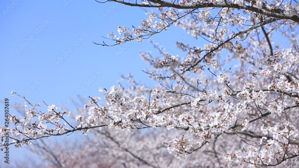 Cherry tree and plane passing Cherry tree and plane passing