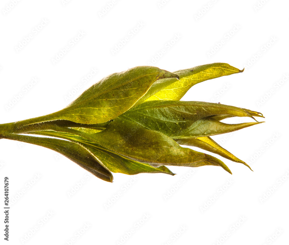 branch of lilac bush with young green leaves. isolated on white background branch of lilac bush with young green leaves. isolated on white background