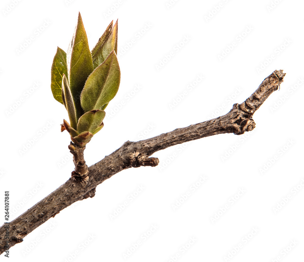 branch of lilac bush with young green leaves. isolated on white background branch of lilac bush with young green leaves. isolated on white background