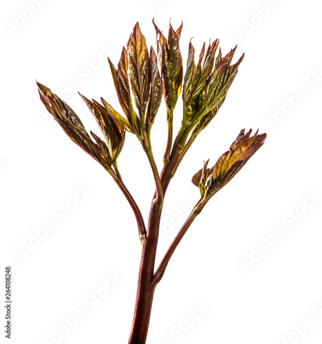 young sprouts peony flowers. isolated on white background