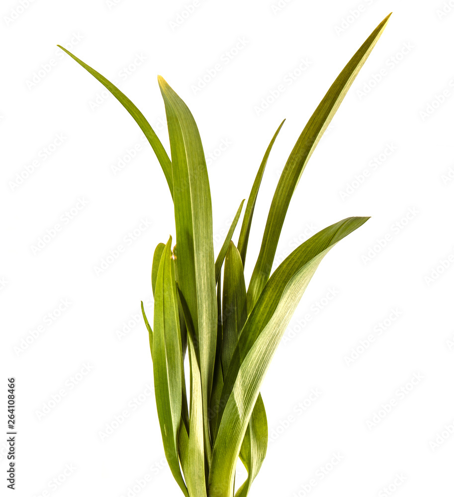 young sprouts of daylily flowers. green leaves. isolated on white background young sprouts of daylily flowers. green leaves. isolated on white background