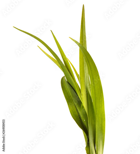 young sprouts of daylily flowers. green leaves. isolated on white background