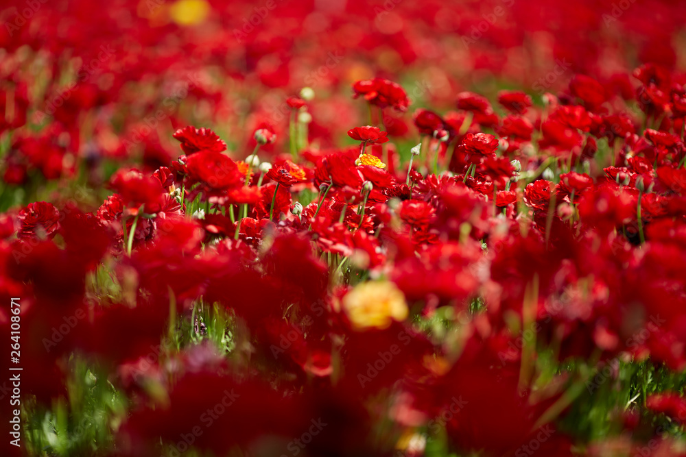 Spring flowering. Magnificent field of flowering red buttercups. Concept of ecological and rural tourism Spring flowering. Magnificent field of flowering red buttercups. Concept of ecological and rural tourism