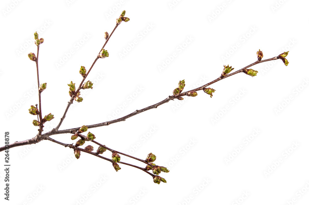 branch of cherry tree with swollen buds blooming. isolated on white background branch of cherry tree with swollen buds blooming. isolated on white background