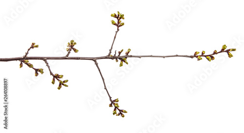 branch of cherry tree with swollen buds blooming. isolated on white background