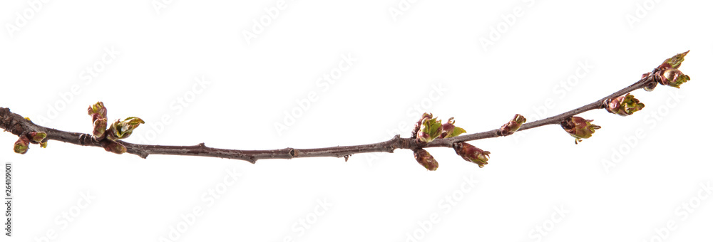 branch of cherry tree with swollen buds blooming. isolated on white background branch of cherry tree with swollen buds blooming. isolated on white background