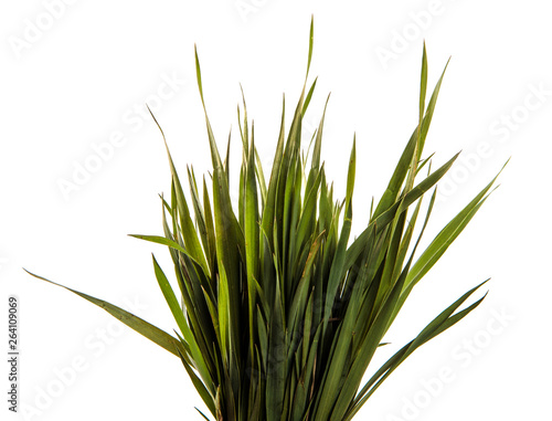 bunch of young green grass. isolated on white background