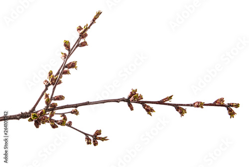 branch of cherry tree with swollen buds blooming. isolated on white background