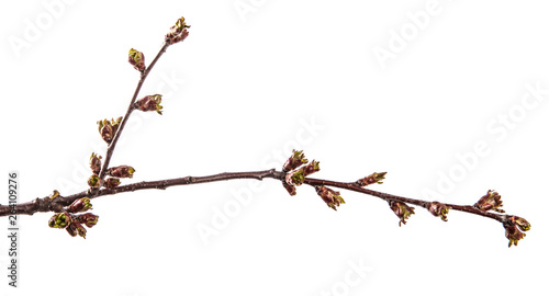 branch of cherry tree with swollen buds blooming. isolated on white background