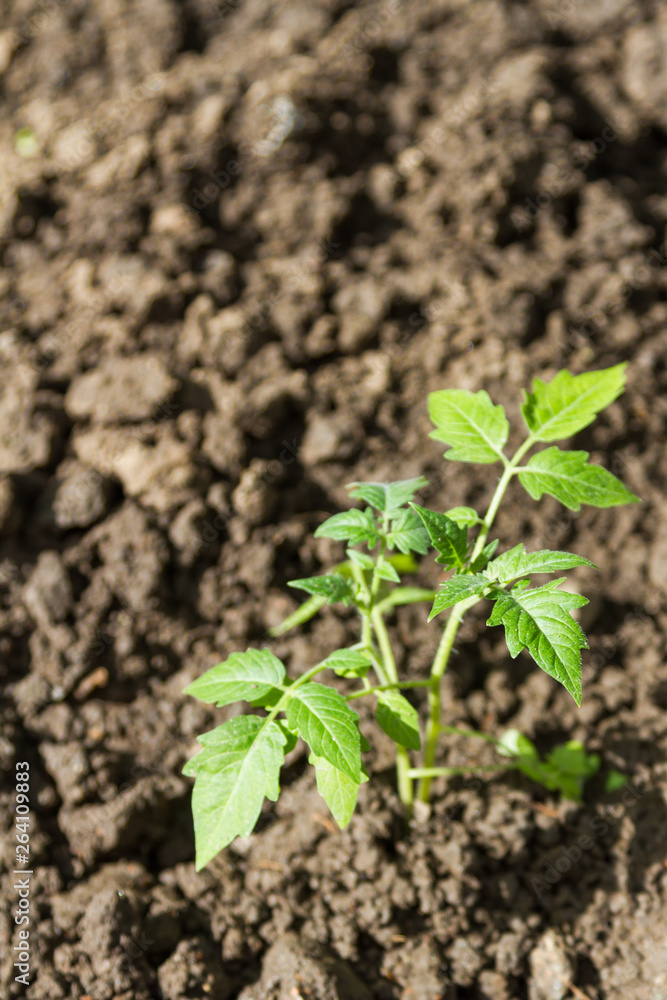 planting tomato seedlings planting tomato seedlings