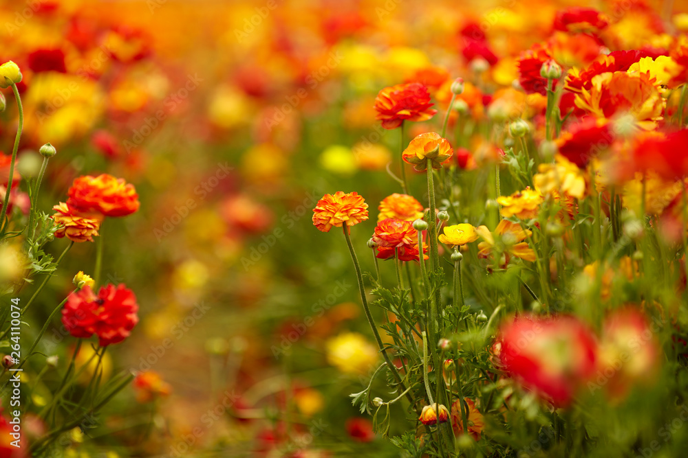 Spring mood. Spring holiday greeting postcard. Magnificent multi-colored buttercups. The concept of artistic photography