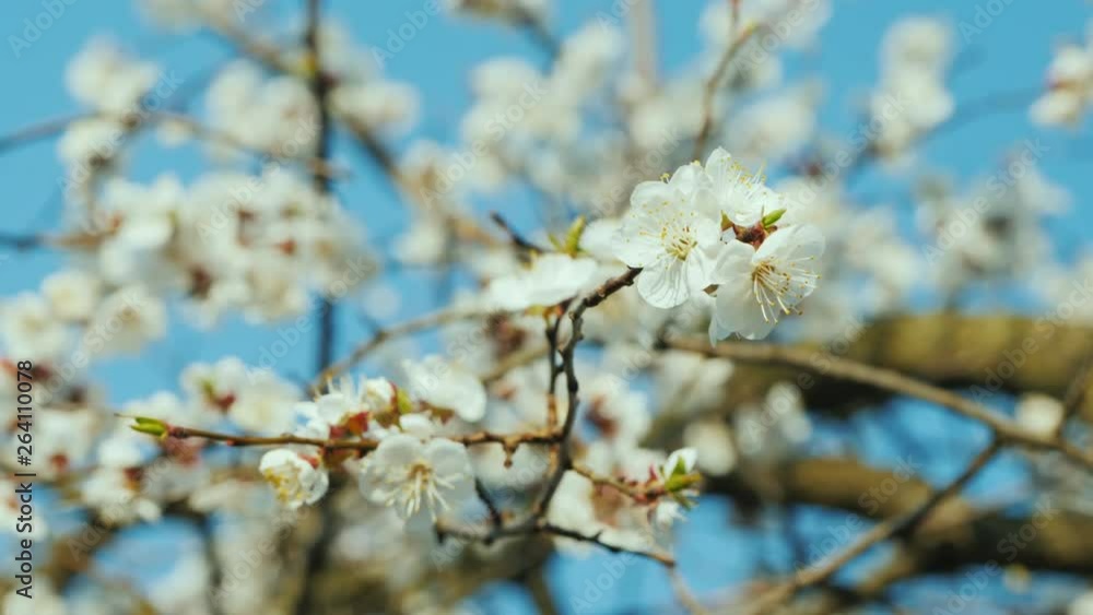 A branch of blossoming apricots against a blue sky A branch of blossoming apricots against a blue sky