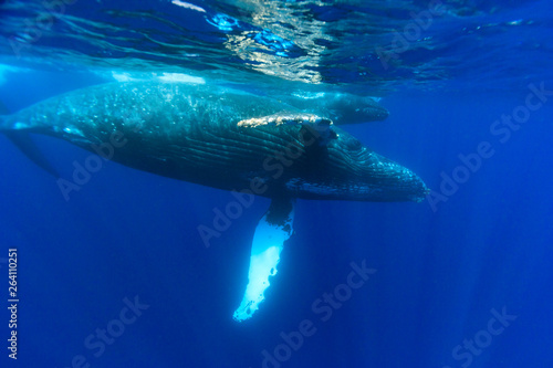 小笠原の青い海を泳ぐザトウクジラの親子 © shota