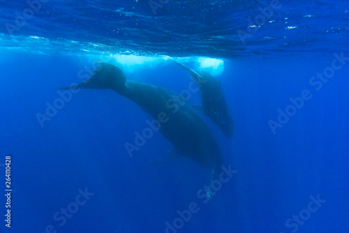 Fototapeta Naklejka Na Ścianę i Meble -  小笠原の青い海を泳ぐザトウクジラの親子