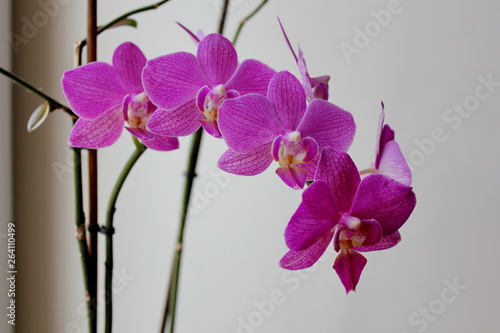 Delicate and refined flower - the Orchid 