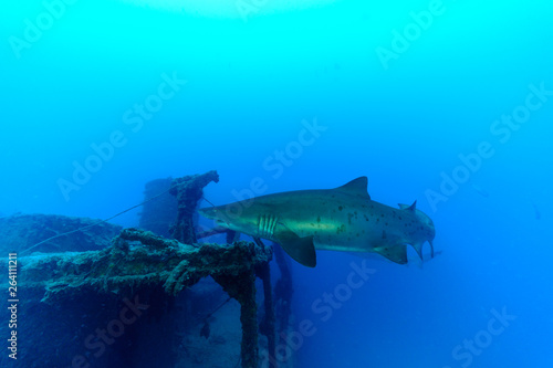 小笠原の沈船 特殊潜航艇の周りを泳ぐサメ シロワニ