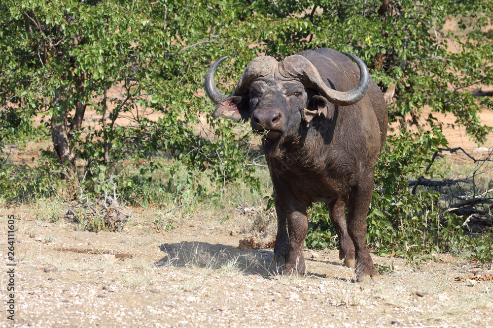 Obraz premium Kaffernbüffel / Buffalo / Syncerus caffer