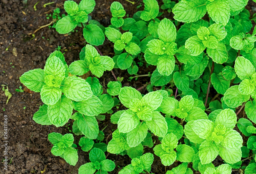 Top view of fresh mint growing in the vegetable garden Top view of fresh mint growing in the vegetable garden