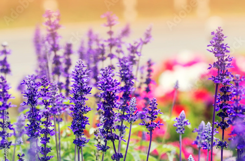 Close up of blue Salvia flowers on nature background in spring time