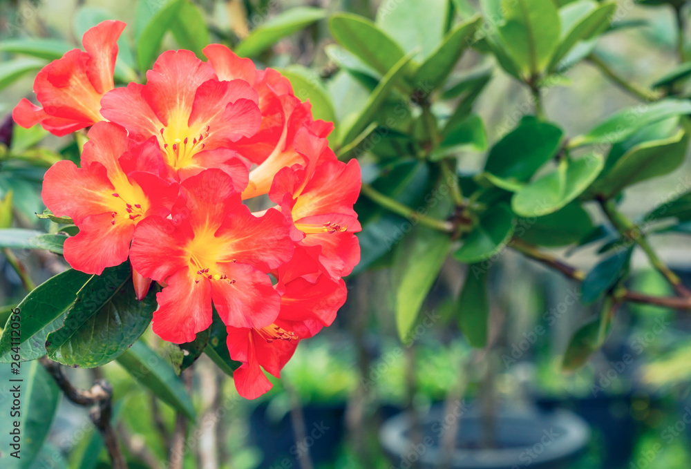 Close up of bright Red yellow Rhododendron flower blooming in spring time (Ericaceae) Close up of bright Red yellow Rhododendron flower blooming in spring time (Ericaceae)