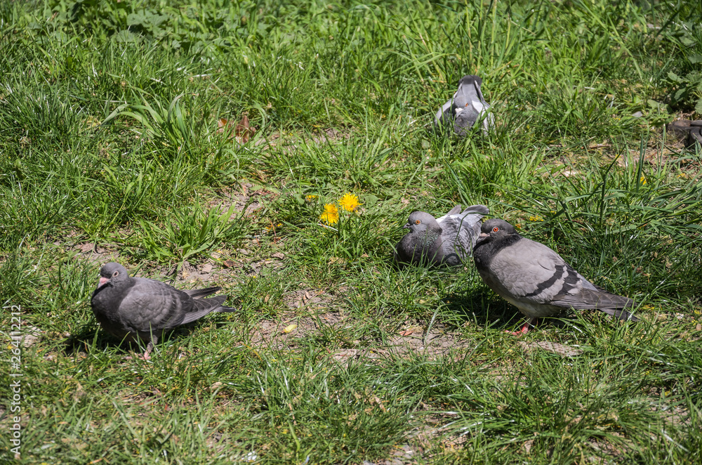 Fototapeta premium Pigeons are sitting in the grass basking in the sun