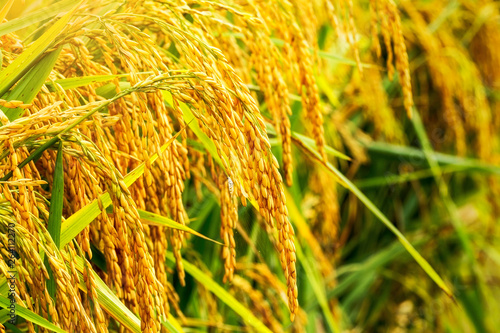 Obraz na plátně Close up of golden ear of rice getting ripe on paddy rice field