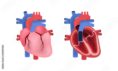 Human heart anatomy,  Educational diagram showing blood flow with main parts labeled.