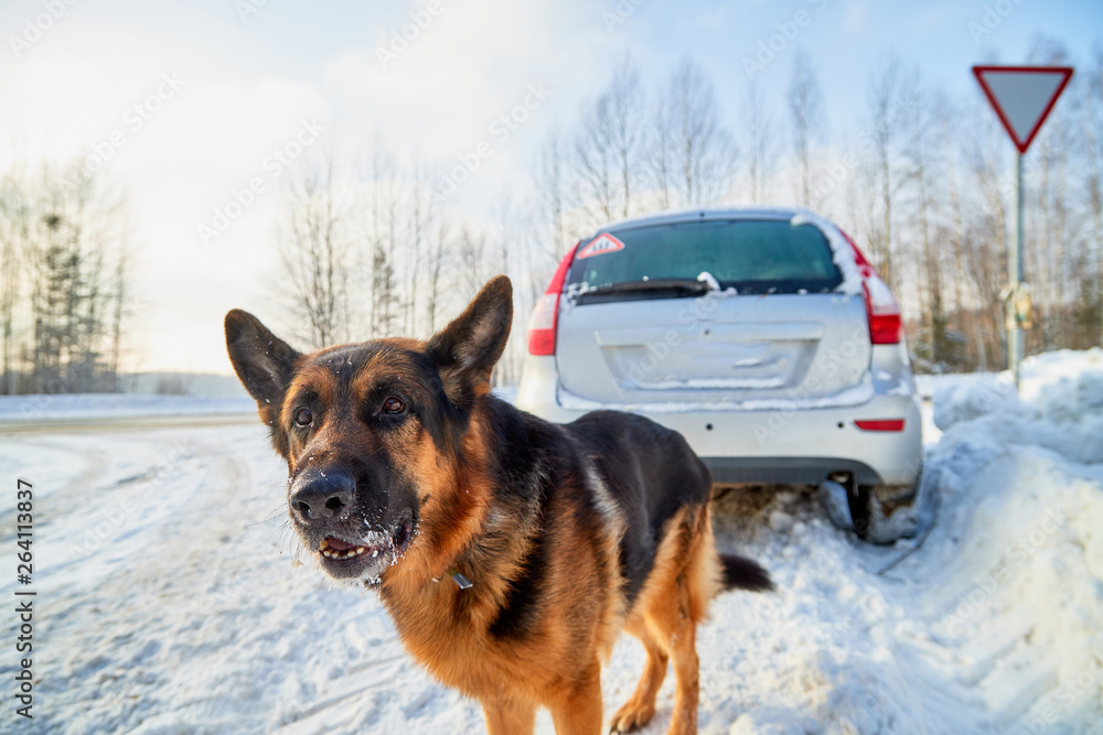 Dog German Shepherd near car during travel in a winter Dog German Shepherd near car during travel in a winter