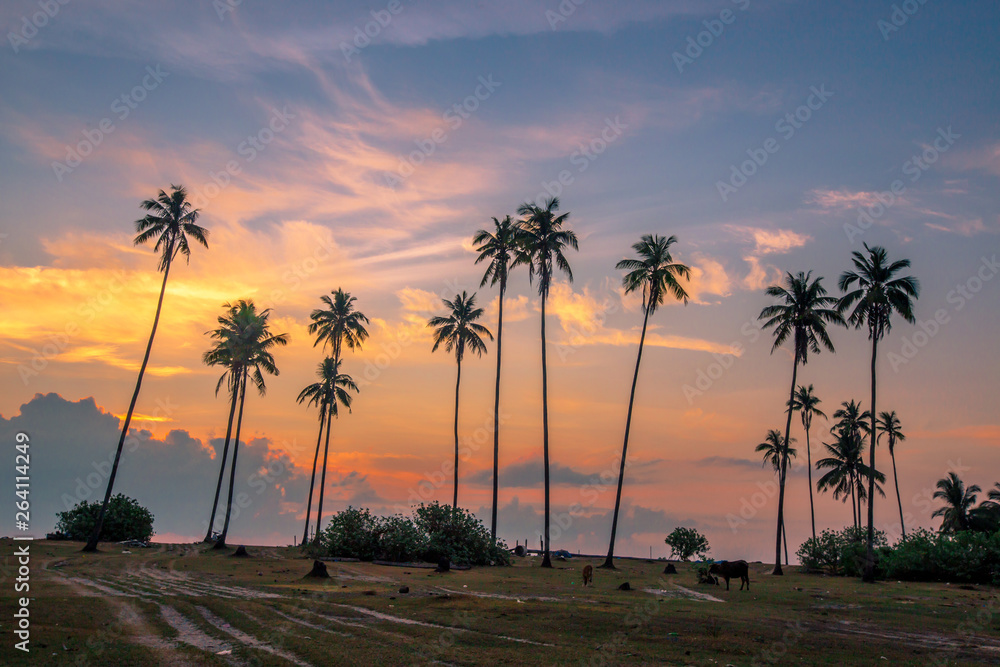 Obraz premium Close nature background of Twilight morning light, colorful, atmosphere surrounded by trees (coconut, green meadow), fresh air, seen during travel 