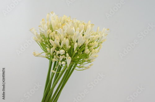 Agapanthus africanus Albus on white background