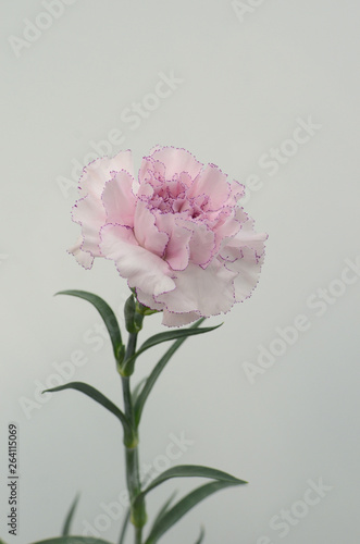 Beautiful pink carnation flower isolated on white background