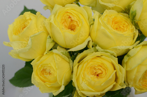 Yellow rose memory lane on white background