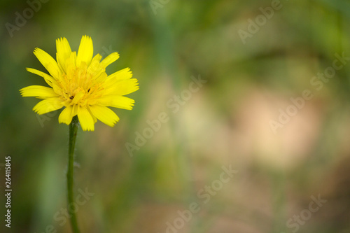 Beautiful yellow flowers aposeris foetida.space for your text.