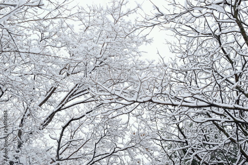 Black and white winter. Snow-covered tree branches.