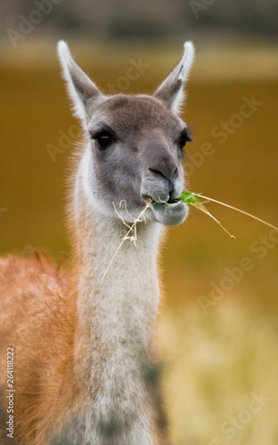 Portrait of guanaco. Torres del Paine. Chile. South America. © gudkovandrey