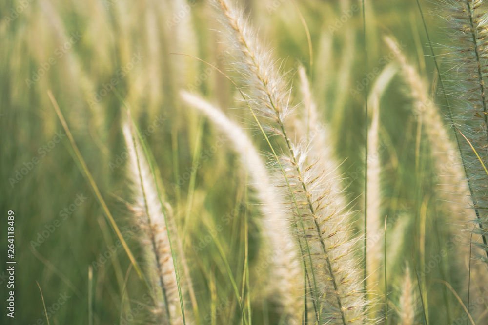 Grass Grass