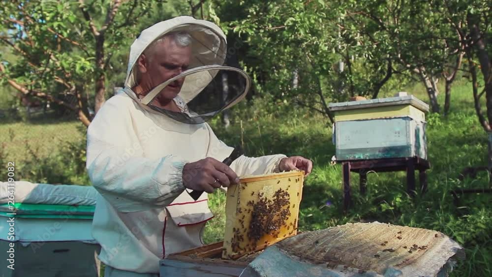 A beekeeper works with the bees and the hives in the apiary. a man in a protective suit at the apiary. Employee pulls the frame from the hive. a man pulls out the honeycomb with honey. Summer harvest A beekeeper works with the bees and the hives in the apiary. a man in a protective suit at the apiary. Employee pulls the frame from the hive. a man pulls out the honeycomb with honey. Summer harvest