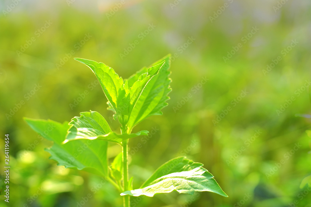 Closeup nature view of Tree top green leaf in garden at summer under sunlight. Natural green plants landscape using as a background or wallpaper. Closeup nature view of Tree top green leaf in garden at summer under sunlight. Natural green plants landscape using as a background or wallpaper.