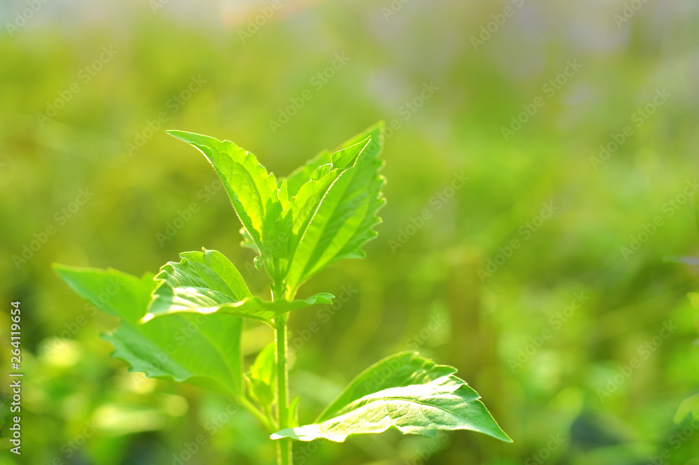 Closeup nature view of Tree top green leaf in garden at summer under sunlight. Natural green plants landscape using as a background or wallpaper.