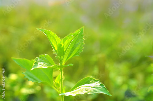 Closeup nature view of Tree top green leaf in garden at summer under sunlight. Natural green plants landscape using as a background or wallpaper.
