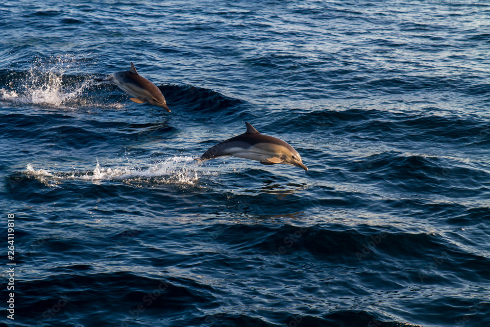 Obraz premium Dolphins jumping over the waves.