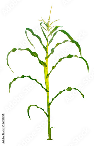 Bilde på lerret Corn trees isolated on a white background with clipping paths